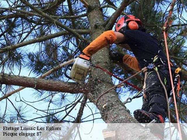 Etetage  lussac-les-eglises-87360 Picque elagage 87